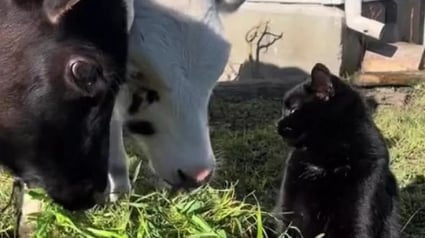 Illustration : Un chat essaie de rejoindre un troupeau de vaches et semble apprécier cette compagnie inhabituelle (vidéo)