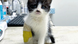 Illustration : "Trouvé à l'âge de 5 semaines, ce chaton boiteux compte sur l'aide de ses sauveurs pour courir, s'amuser et profiter de la vie"