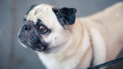 Illustration : L'appel à la vigilance d'une association face à une série de vols de chiens commis par de faux bénévoles à bord d'un camion