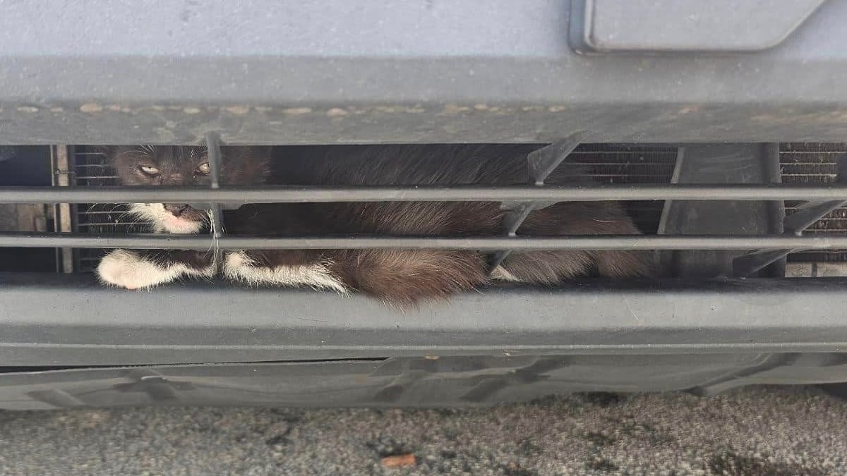 Illustration : "La pause déjeuner d'un policier se transforme en sauvetage d'un chaton coincé dans le pare-chocs d'une voiture"