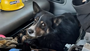 Illustration : Des pompiers luttent contre un gigantesque feu de forêt et sauvent un chien courant seul sur la route pour échapper aux flammes