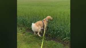 Illustration : "Ce chien, fidèle à son quotidien de citadin, est déconcerté lorsqu’il va à la campagne (vidéo) "