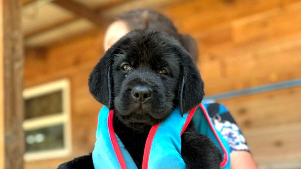 Illustration : "Une petite chienne Labrador pleine de courage découvre les joies de la baignade pour la première fois (vidéo)"