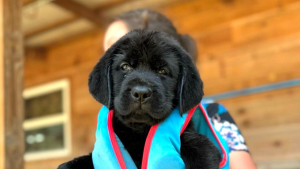 Illustration : "Une petite chienne Labrador pleine de courage découvre les joies de la baignade pour la première fois (vidéo)"