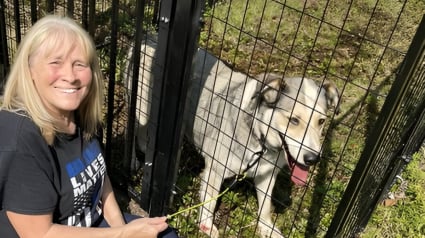 Illustration : Un chien disparu d'un camping refait surface contre toute attente au bout d'un an et 80 km plus loin