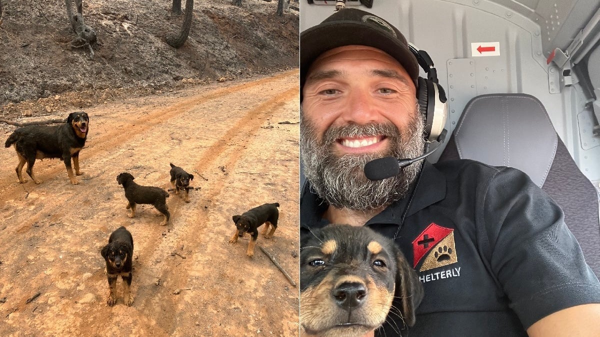 Illustration : "Une famille de Rottweilers perdue sur la route et menacée par un feu de forêt est secourue par un policier en hélicoptère"