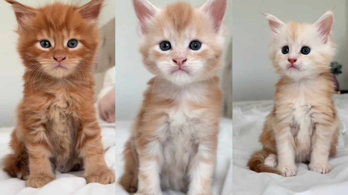 Illustration : "Une éleveuse de Maine Coons présente les 3 chatons d'une même portée avec différentes nuances de roux dans une vidéo adorable"