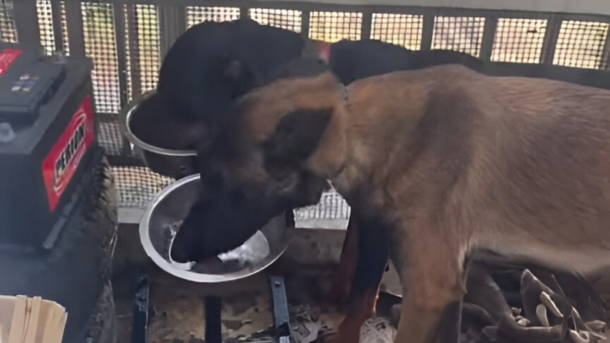 Illustration : "2 chiens se jettent sur les gamelles d'eau servies par leurs sauveurs après leur découverte négligés sur un balcon insalubre"