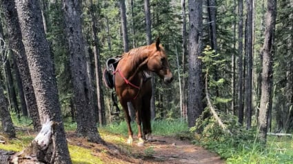 Illustration : Un bel élan de solidarité permet à une famille de retrouver son cheval perdu dans la nature pendant 3 jours