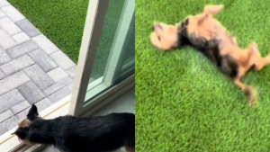 Illustration : "Le bonheur d’un chien senior profitant pleinement de son tout premier jardin (vidéo)"