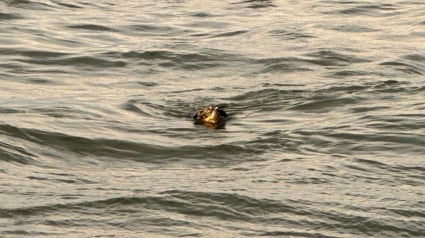 Illustration : Les passagers d'un yacht repèrent un chien nageant en pleine mer sans se douter que sa famille le croyait perdu à jamais