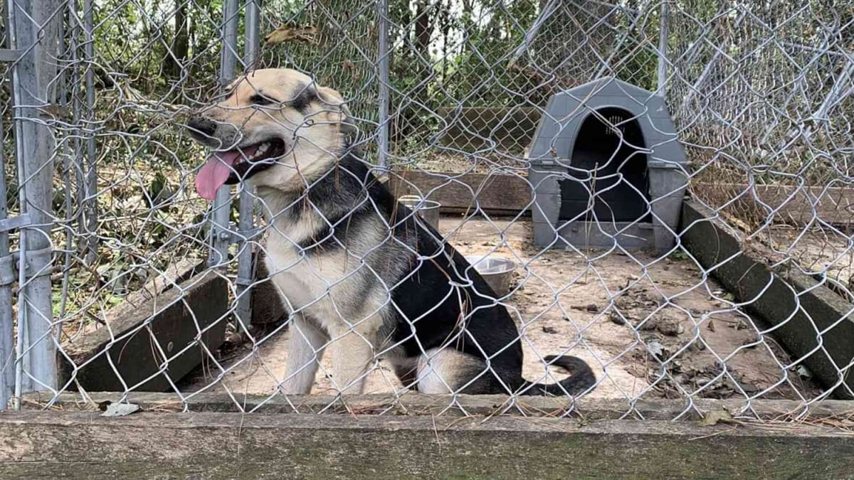 Illustration : "Enfermé pendant 4 ans dans une cage, ce chien découvre le confort, la sécurité et l'amour d'une famille (vidéo)"