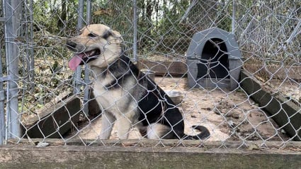 Illustration : Enfermé pendant 4 ans dans une cage, ce chien découvre le confort, la sécurité et l'amour d'une famille (vidéo)