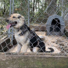 Illustration : Enfermé pendant 4 ans dans une cage, ce chien découvre le confort, la sécurité et l'amour d'une famille (vidéo)