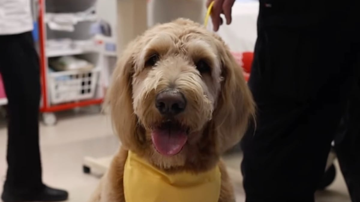 Illustration : "Après avoir passé plus de 100 jours à l’hôpital à cause d’une maladie rare, un homme revient rendre visite aux autres malades avec son chien pour leur offrir de l’espoir (vidéo)"