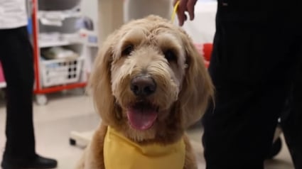 Illustration : Après avoir passé plus de 100 jours à l’hôpital à cause d’une maladie rare, un homme revient rendre visite aux autres malades avec son chien pour leur offrir de l’espoir (vidéo)