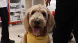 Illustration : "Après avoir passé plus de 100 jours à l’hôpital à cause d’une maladie rare, un homme revient rendre visite aux autres malades avec son chien pour leur offrir de l’espoir (vidéo)"