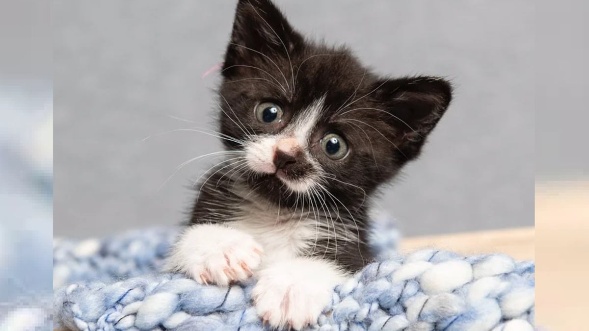 Illustration : "Barry le chaton surmonte l'errance et la vulnérabilité pour devenir un jeune félin courageux et plein d'énergie"