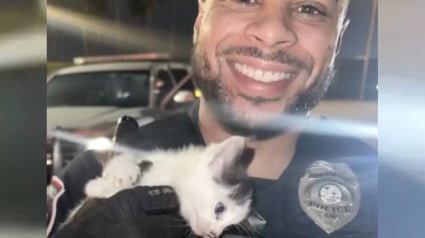 Illustration : Un policier découvre et sauve un chaton abandonné grâce à des miaulements entendus lors d'un contrôle routier nocturne