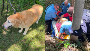 Illustration : Un homme se blesse en faisant une lourde chute, son chien passe en mode "Lassie" et prévient les voisins tout en veillant sur lui