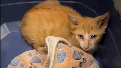 Illustration : Un chaton né avec 4 oreilles est sauvé après avoir été abandonné dans une boîte et fait sensation sur Internet (vidéo)