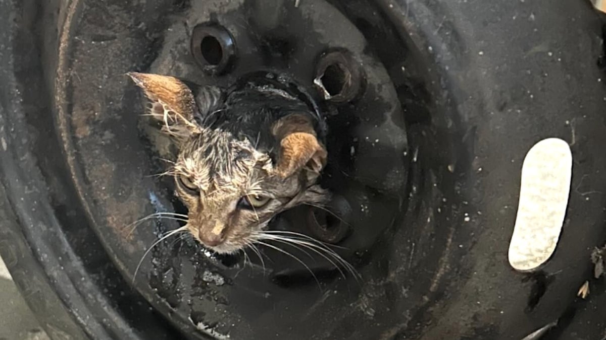 Illustration : "Un chaton avec la tête coincée dans une roue est sauvé par les pompiers et adopté par l'homme qui l'a découvert"