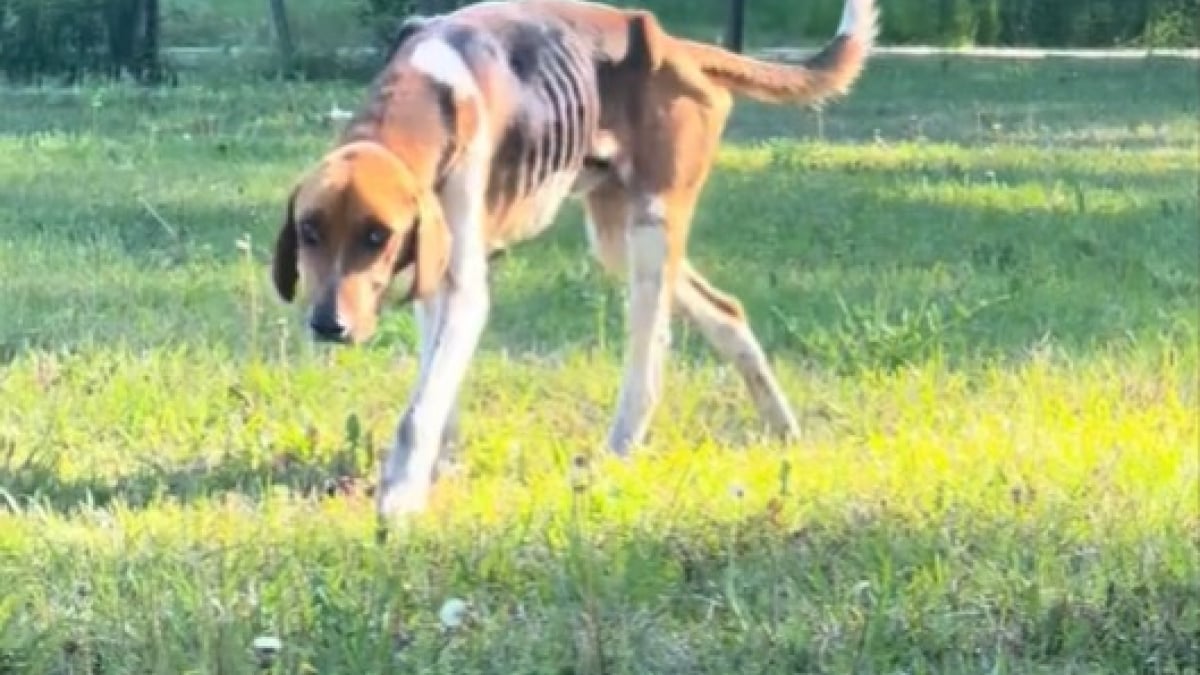 Illustration : "Ce chien dénutri tape à la porte d'une ferme et se transforme en un compagnon heureux"