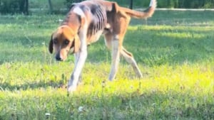 Illustration : Ce chien dénutri tape à la porte d'une ferme et se transforme en un compagnon heureux