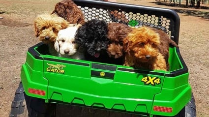 Illustration : Une association vient au secours de 250 Labradoodles victimes de négligences dans une ferme à chiots