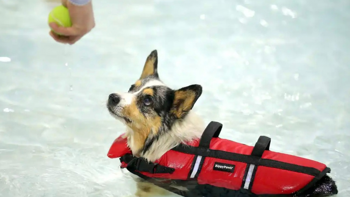 Illustration : "Profitant d’un évènement spécial, des dizaines de chiens ont pu s’amuser avec leurs maîtres dans la piscine d’un parc aquatique (vidéo)"