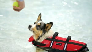 Illustration : Profitant d’un évènement spécial, des dizaines de chiens ont pu s’amuser avec leurs maîtres dans la piscine d’un parc aquatique (vidéo)