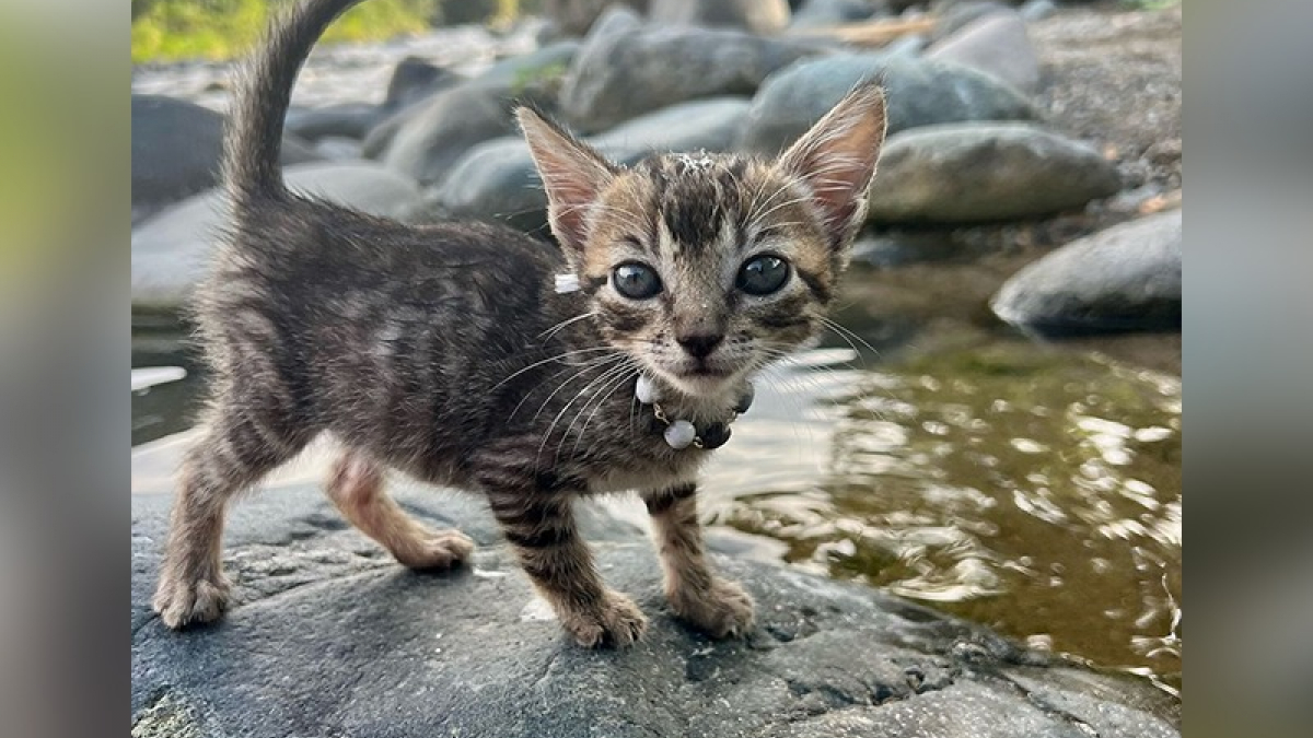 Illustration : "Trouvé au bord d’une rivière, ce chaton errant devient le plus mignon des compagnons de voyage pour une jeune aventurière (vidéo)"