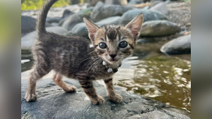 Illustration : "Trouvé au bord d’une rivière, ce chaton errant devient le plus mignon des compagnons de voyage pour une jeune aventurière (vidéo)"