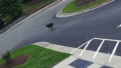 Illustration : Une chienne s'égare lors d'une promenade et se dirige tout de suite vers un endroit familier où on l'accueille à bras ouverts