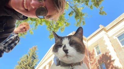 Illustration : Mascotte officieuse d’un campus universitaire et célébrité locale, ce chat donne le sourire à tous les étudiants