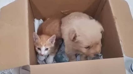 Illustration : Un chiot et un chaton tristes après avoir été abandonnés dans une boîte en carton se voient offrir une nouvelle vie remplie d'amour (vidéo)