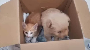 Illustration : "Un chiot et un chaton tristes après avoir été abandonnés dans une boîte en carton se voient offrir une nouvelle vie remplie d'amour (vidéo)"