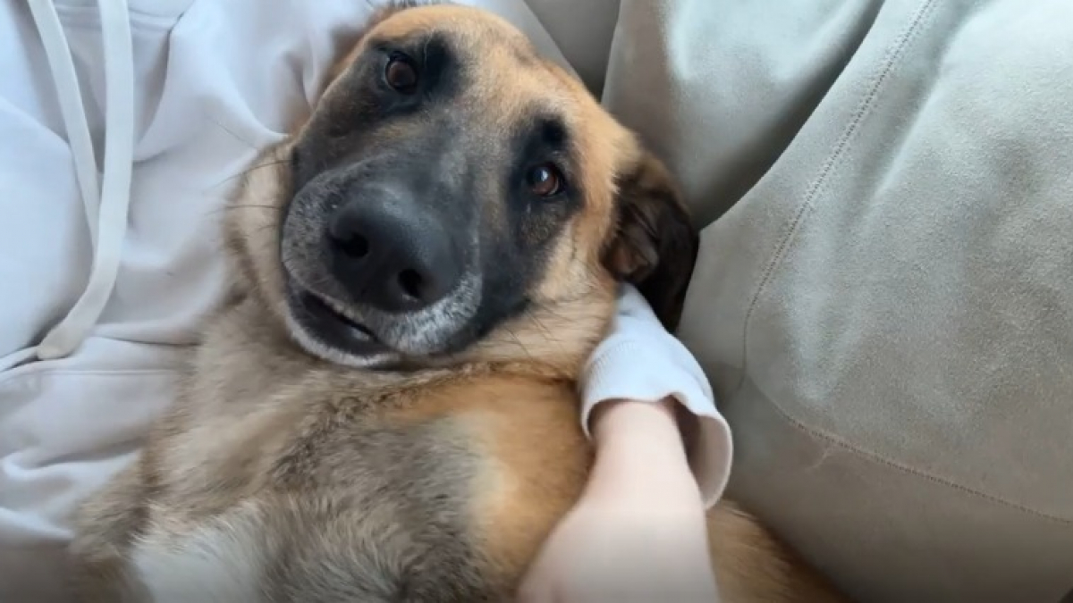 Illustration : "En quelques heures seulement, cet ancien chien errant offre sa confiance à celui qui l’a sorti du refuge (vidéo) "