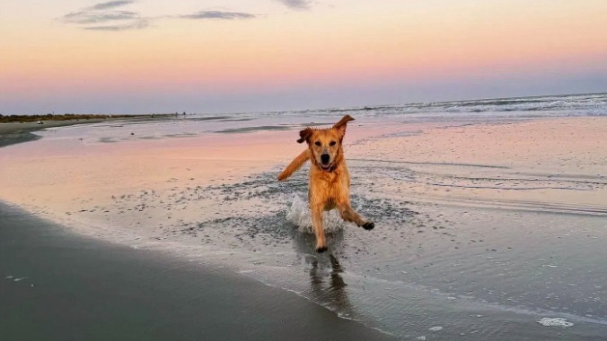 Illustration : "Une Golden Retriever héroïque sauve un autre chien d’une attaque de coyote sur une plage"