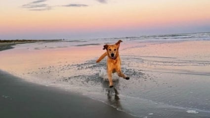 Illustration : Une Golden Retriever héroïque sauve un autre chien d’une attaque de coyote sur une plage