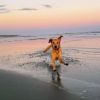 Illustration : Une Golden Retriever héroïque sauve un autre chien d’une attaque de coyote sur une plage