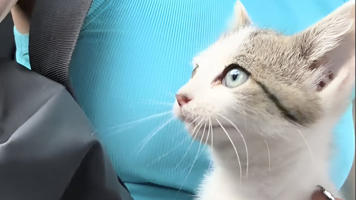 Illustration : "Après avoir été alertée par des bruits étranges sous le capot de sa voiture, une jeune femme reçoit de l’aide pour sauver un minuscule chaton (vidéo)"