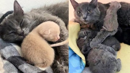 Illustration : Une chatte s'attache instantanément à 5 chatons orphelins trouvés sous un camping-car en panne et accepte de devenir leur maman (vidéo)