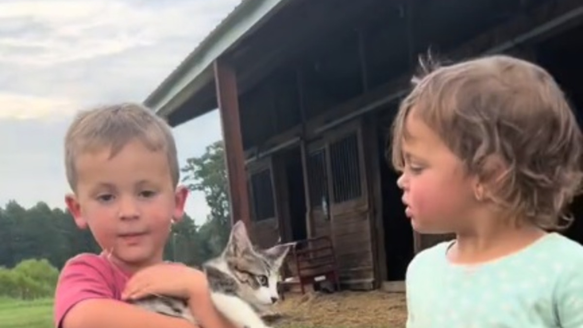 Illustration : "Une famille découvre un chaton dans sa ferme et convainc le père récalcitrant à en faire bien plus qu'un chat de grange (vidéo)"