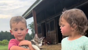 Illustration : "Une famille découvre un chaton dans sa ferme et convainc le père récalcitrant à en faire bien plus qu'un chat de grange (vidéo)"