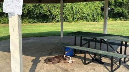 Illustration : Abandonné dans un parc à l'âge de 17 ans et attaché à une table de pique-nique, ce vieux chien espère retrouver l'amour