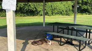 Illustration : "Abandonné dans un parc à l'âge de 17 ans et attaché à une table de pique-nique, ce vieux chien espère retrouver l'amour"