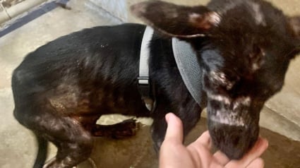 Illustration : Une jeune chienne trouvée seule sous un porche, affamée et atteinte de la gale commence un nouveau chapitre de sa vie rempli d'espoir