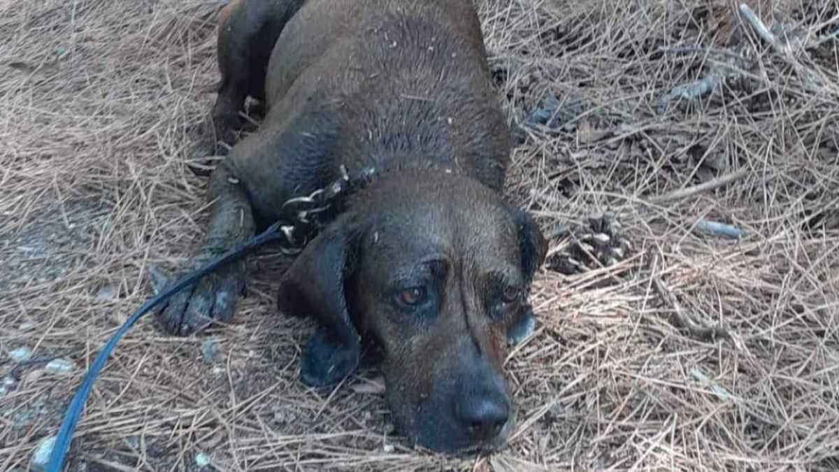 Illustration : "Un chien sauvé de justesse après avoir chuté dans un réservoir de pétrole"