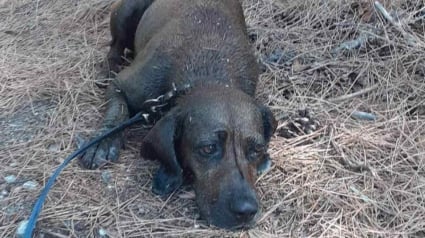 Illustration : Un chien sauvé de justesse après avoir chuté dans un réservoir de pétrole